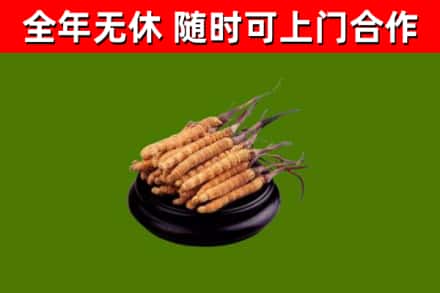 石岐区回收散虫草