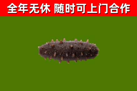 石岐区回收海参干